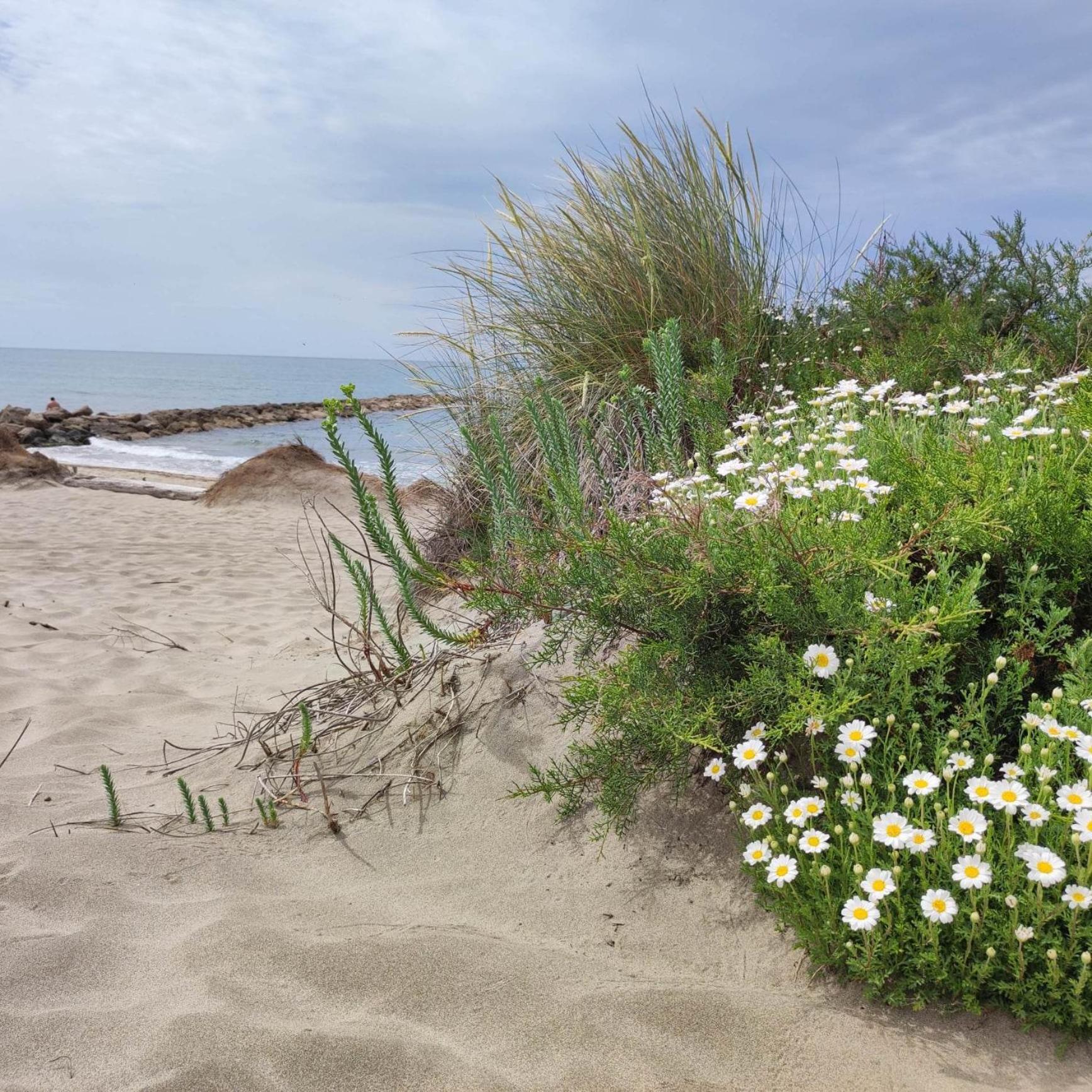 Le Petit Patio Bed and Breakfast Aigues-Mortes Εξωτερικό φωτογραφία