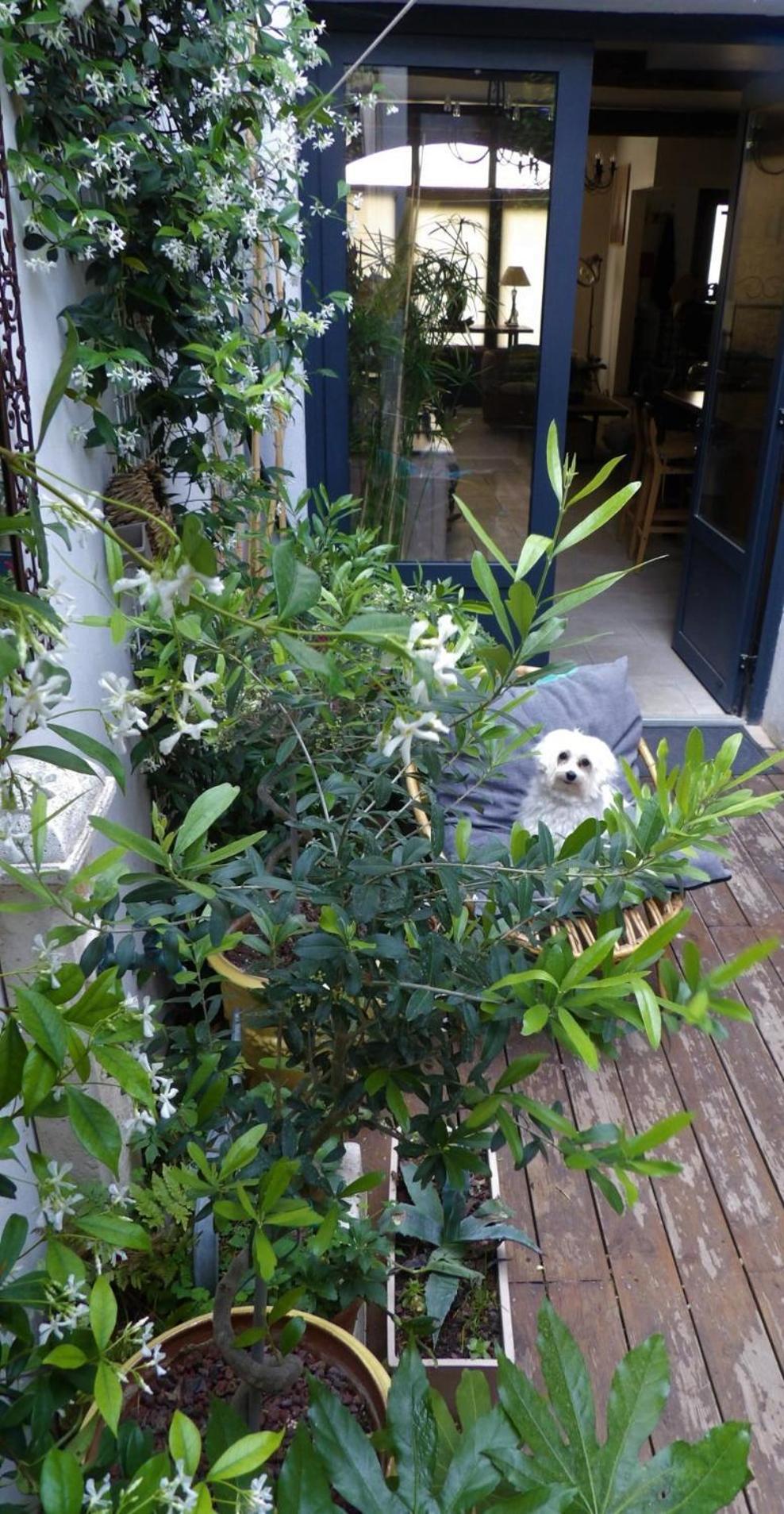 Le Petit Patio Bed and Breakfast Aigues-Mortes Εξωτερικό φωτογραφία