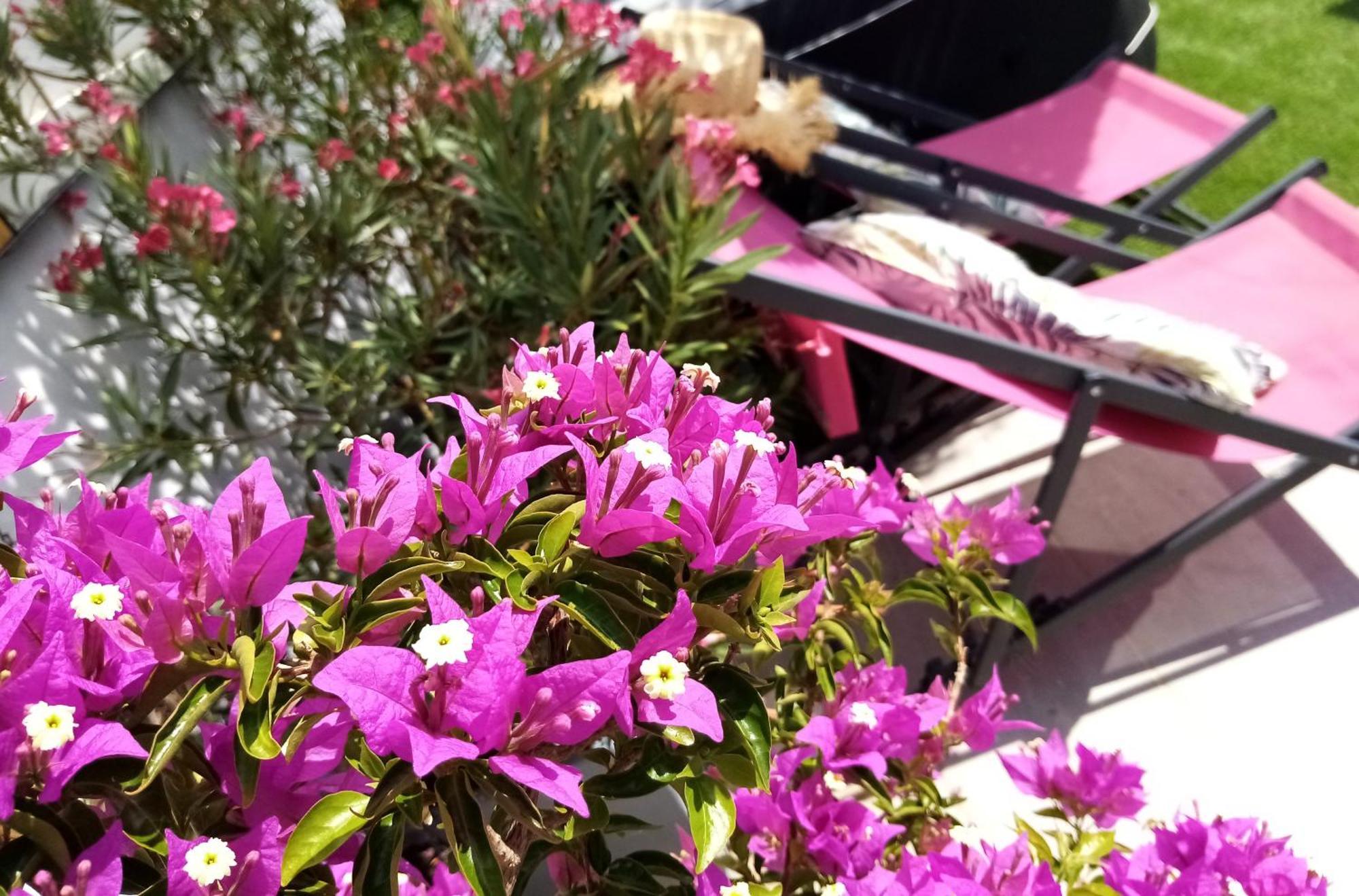 Le Petit Patio Bed and Breakfast Aigues-Mortes Εξωτερικό φωτογραφία