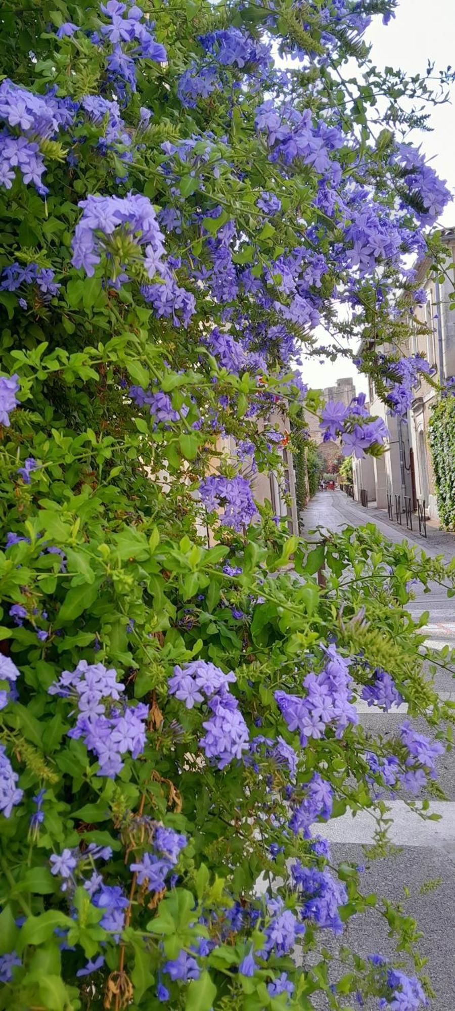 Le Petit Patio Bed and Breakfast Aigues-Mortes Εξωτερικό φωτογραφία