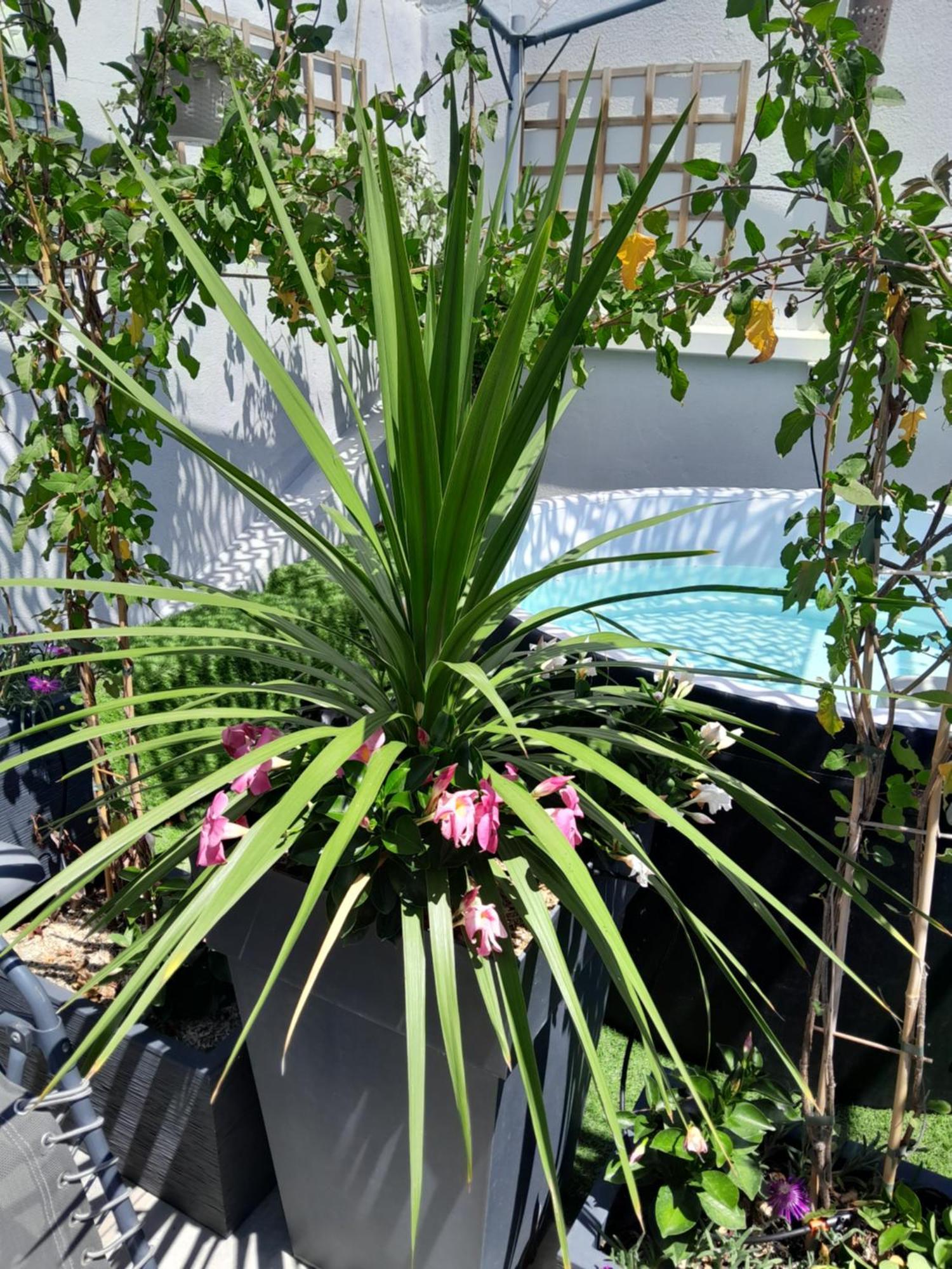 Le Petit Patio Bed and Breakfast Aigues-Mortes Εξωτερικό φωτογραφία