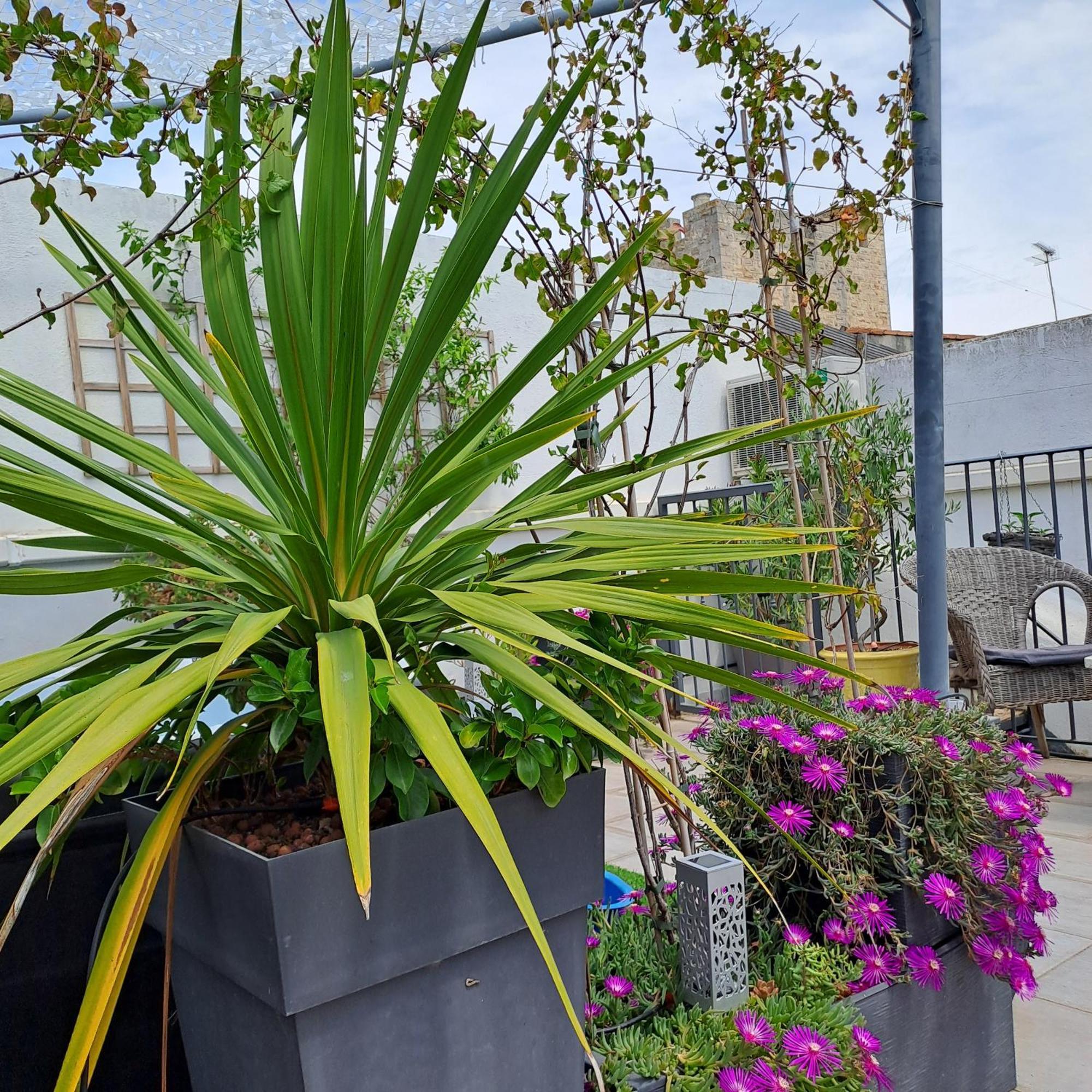 Le Petit Patio Bed and Breakfast Aigues-Mortes Εξωτερικό φωτογραφία