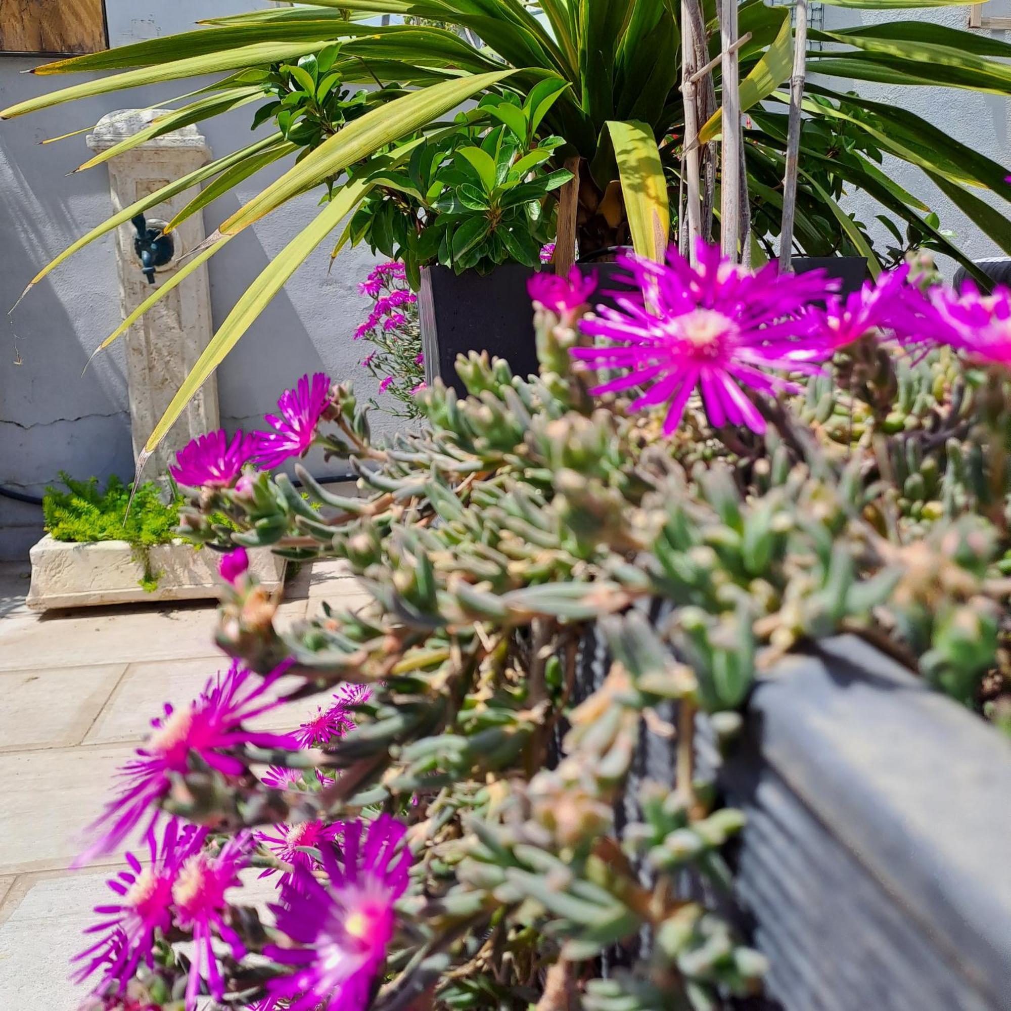 Le Petit Patio Bed and Breakfast Aigues-Mortes Εξωτερικό φωτογραφία