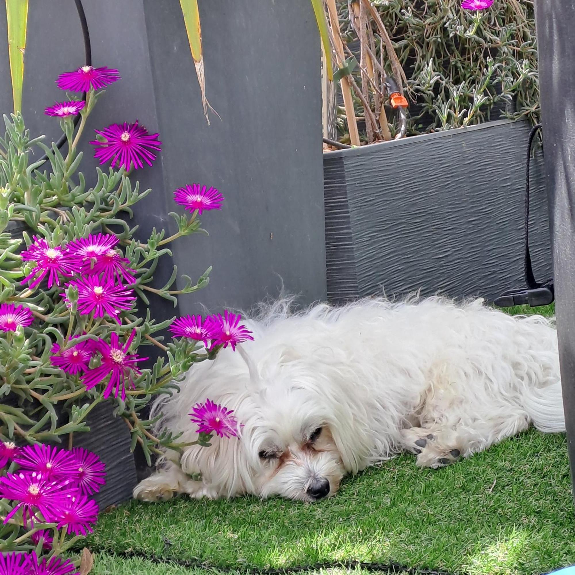 Le Petit Patio Bed and Breakfast Aigues-Mortes Εξωτερικό φωτογραφία
