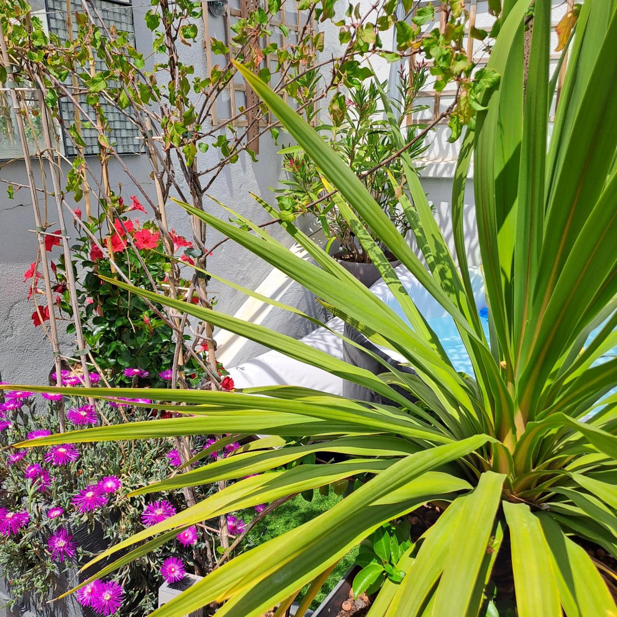 Le Petit Patio Bed and Breakfast Aigues-Mortes Εξωτερικό φωτογραφία