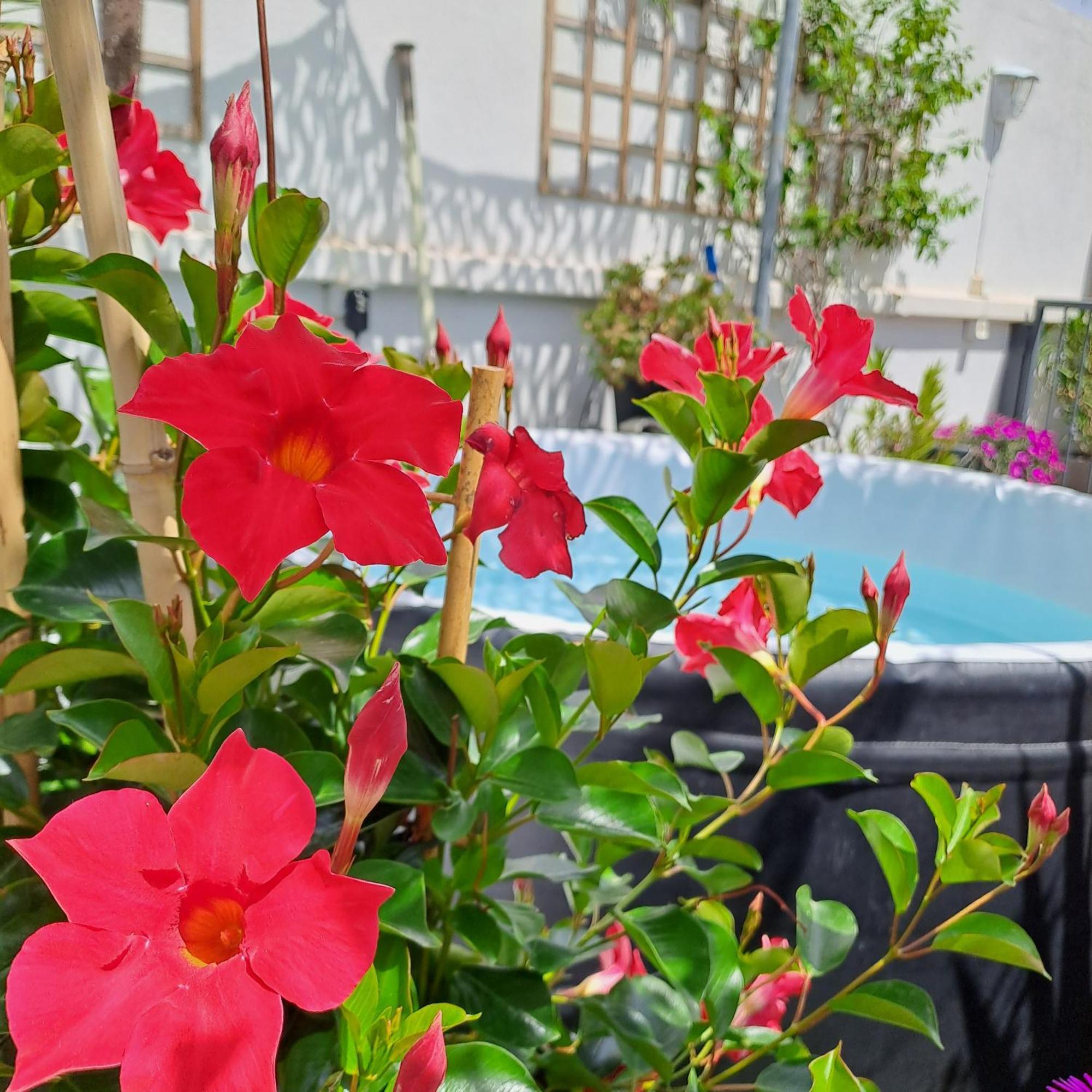 Le Petit Patio Bed and Breakfast Aigues-Mortes Εξωτερικό φωτογραφία