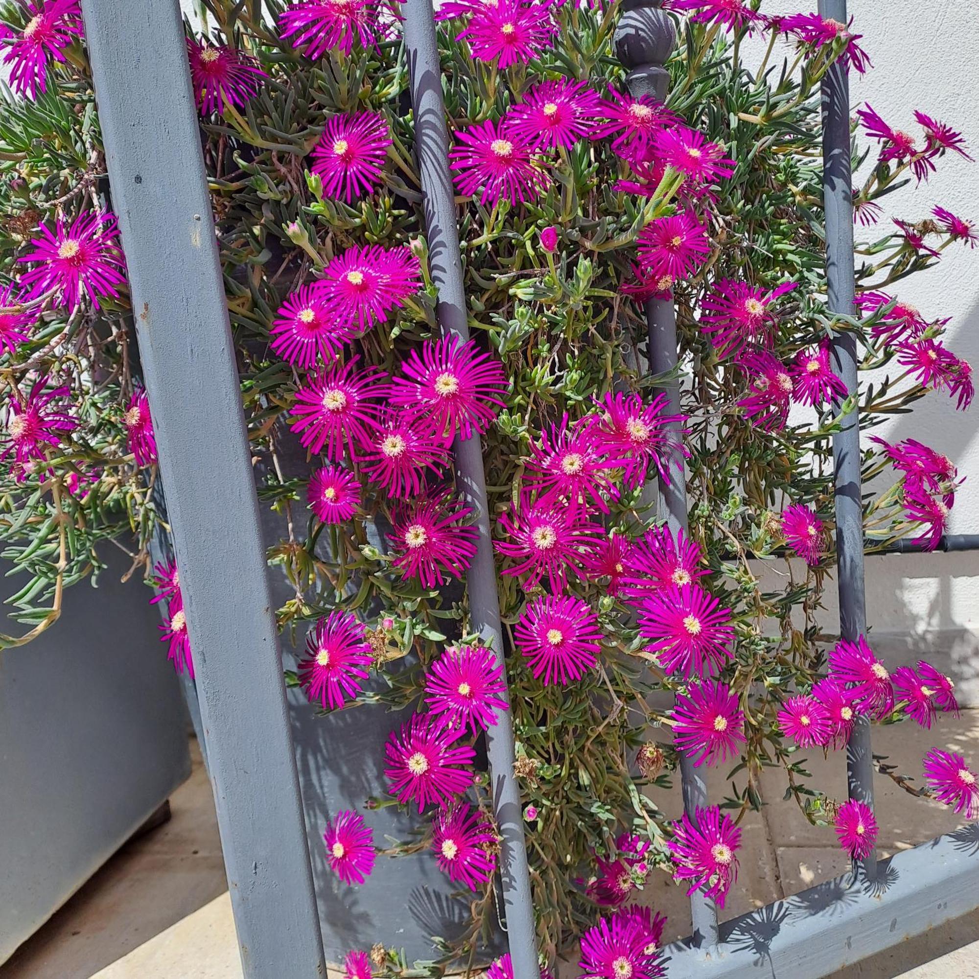 Le Petit Patio Bed and Breakfast Aigues-Mortes Εξωτερικό φωτογραφία