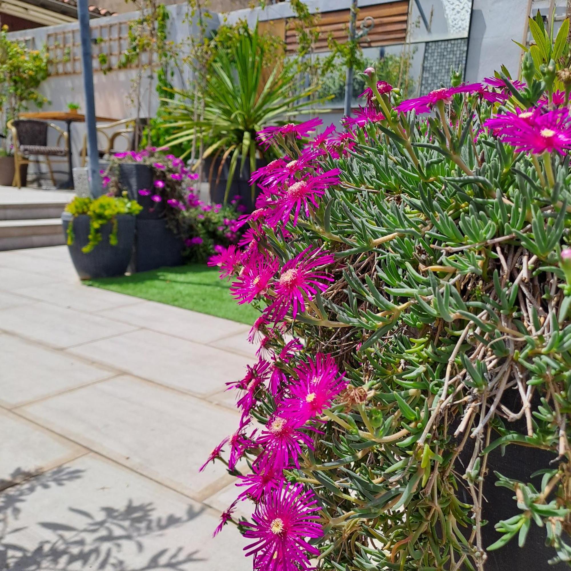 Le Petit Patio Bed and Breakfast Aigues-Mortes Εξωτερικό φωτογραφία